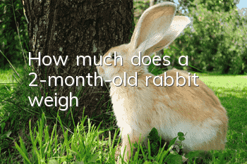 How much does a 2-month-old rabbit weigh?