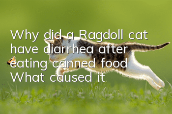 Why did a Ragdoll cat have diarrhea after eating canned food? What caused it?