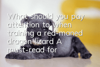 What should you pay attention to when training a red-maned dragon lizard? A must-read for beginners!