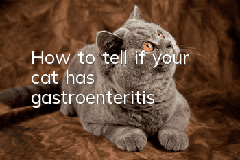 How to tell if your cat has gastroenteritis