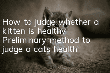 How to judge whether a kitten is healthy? Preliminary method to judge a cat’s health