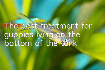 The best treatment for guppies lying on the bottom of the tank