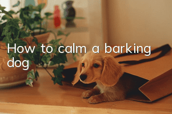 How to calm a barking dog