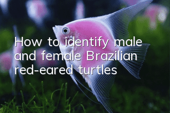 How to identify male and female Brazilian red-eared turtles