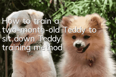 How to train a two-month-old Teddy to sit down? Teddy training method!