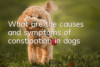 What are the causes and symptoms of constipation in dogs