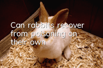 Can rabbits recover from poisoning on their own?