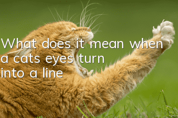 What does it mean when a cat's eyes turn into a line?