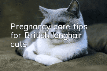 Pregnancy care tips for British longhair cats