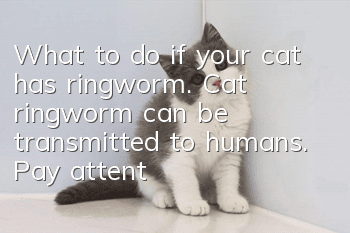 What to do if your cat has ringworm. Cat ringworm can be transmitted to humans. Pay attention to disinfection.