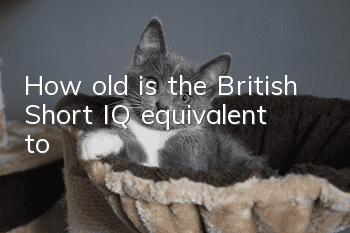 How old is the British Short IQ equivalent to?