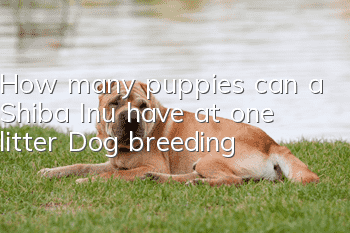 How many puppies can a Shiba Inu have at one litter? Dog breeding!