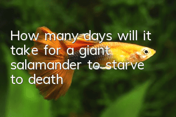 How many days will it take for a giant salamander to starve to death?