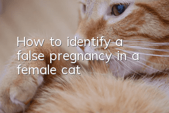 How to identify a false pregnancy in a female cat
