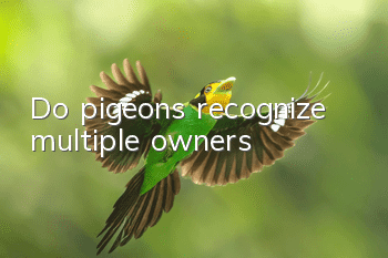 Do pigeons recognize multiple owners?