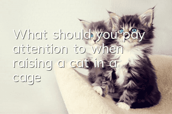 What should you pay attention to when raising a cat in a cage?