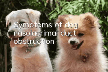 Symptoms of dog nasolacrimal duct obstruction