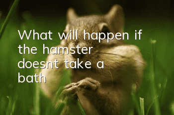 What will happen if the hamster doesn't take a bath?
