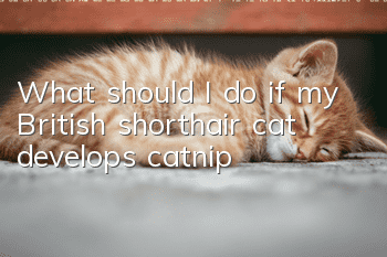 What should I do if my British shorthair cat develops catnip?
