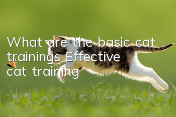 What are the basic cat trainings? Effective cat training!