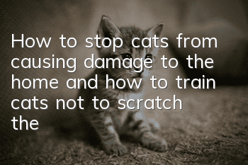 How to stop cats from causing damage to the home, and how to train cats not to scratch the furniture?