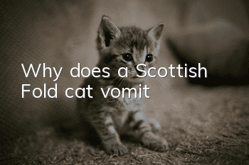 Why does a Scottish Fold cat vomit?