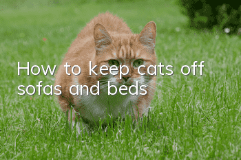 How to keep cats off sofas and beds?