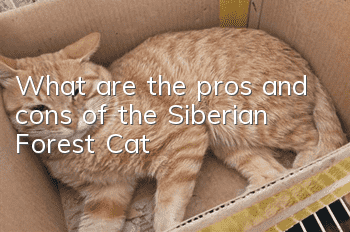 What are the pros and cons of the Siberian Forest Cat?