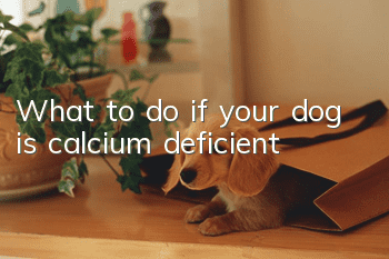 What to do if your dog is calcium deficient