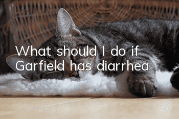 What should I do if Garfield has diarrhea?
