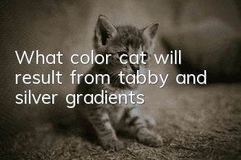 What color cat will result from tabby and silver gradients?