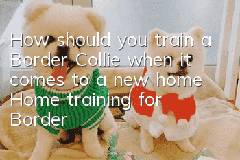 How should you train a Border Collie when it comes to a new home? Home training for Border Collies!