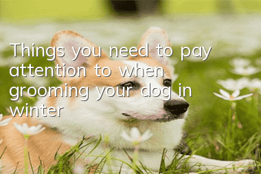 Things you need to pay attention to when grooming your dog in winter