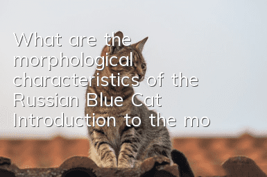 What are the morphological characteristics of the Russian Blue Cat? Introduction to the morphological characteristics of the blue cat