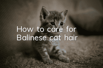 How to care for Balinese cat hair?