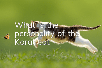 What is the personality of the Korat cat?