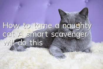 How to tame a naughty cat? A smart scavenger will do this!
