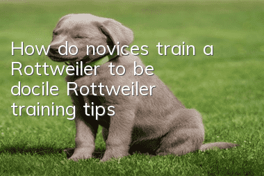 How do novices train a Rottweiler to be docile? Rottweiler training tips!