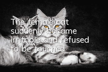 The female cat suddenly became irritable and refused to be touched