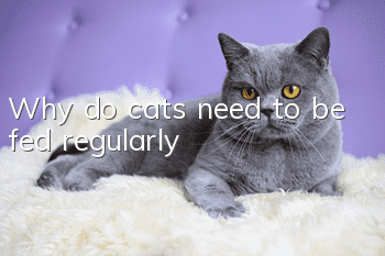 Why do cats need to be fed regularly?