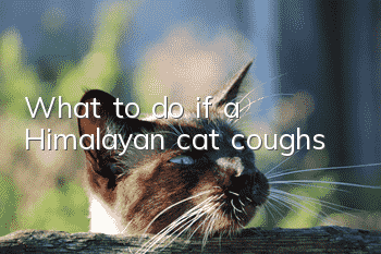 What to do if a Himalayan cat coughs