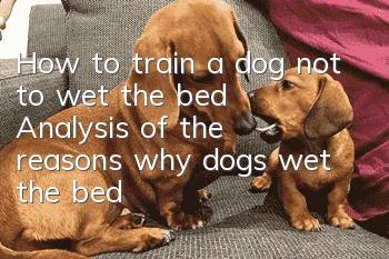 How to train a dog not to wet the bed? Analysis of the reasons why dogs wet the bed!