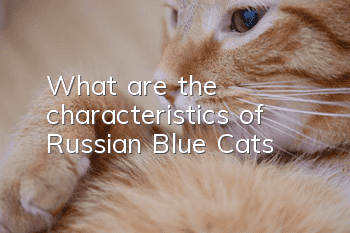 What are the characteristics of Russian Blue Cats