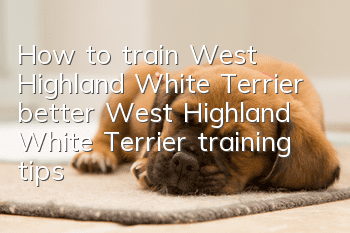 How to train West Highland White Terrier better? West Highland White Terrier training tips!