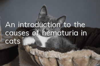 An introduction to the causes of hematuria in cats