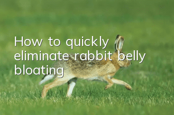 How to quickly eliminate rabbit belly bloating