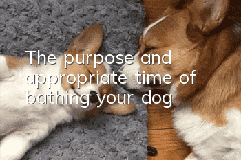 The purpose and appropriate time of bathing your dog
