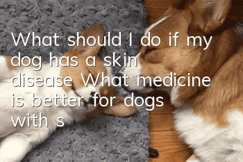 What should I do if my dog has a skin disease? What medicine is better for dogs with skin diseases?