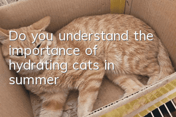 Do you understand the importance of hydrating cats in summer?