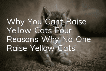 Why You Can’t Raise Yellow Cats Four Reasons Why No One Raise Yellow Cats